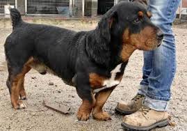 Just make sure they get the love they deserve. All About The Basset Hound Rottweiler Mix