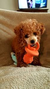 Meet My Jax He S My Little 2 Pound Toy Poodle Poodle Toy Poodle Cute Dogs