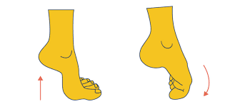 Sprained ankle is a medical condition that occurs when tough bands of tissues or ligaments tear or stretch resulting to pain and injury. At Home Sprained Ankle Foot Exercises Feet First Clinic