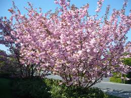 Bluhender Strauch Baum