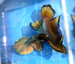 Show quality male betta for sale. Giant Bettas