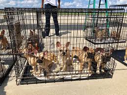 We only facilitate adoptions in the usa and canada. 23 French Bulldog Puppies Rescued In Texas Headed To Chicago People Com
