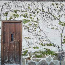 I have 2 big pots of english ivy. How To Get Rid Of English Ivy In The Landscape Horticulture