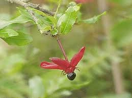 Image result for Ochna cinnabarina