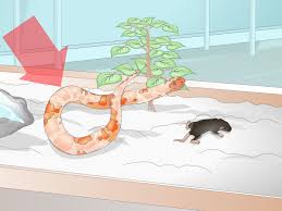 How To Feed A Corn Snake 12 Steps With Pictures Wikihow