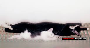 Pada umumnya, kucing akan melahirkan bayi kucing pada saat 64 sampai 67 hari masa kehamilan. Cara Mengatasi Induk Kucing Yang Tidak Mau Menyusui Anaknya Secangkir Kafein