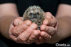 Seit wann gibt's denn für's nasebohren die rote karte, herr schiedsrichter? Viele Igel Noch Im Winterschlaf Onetz