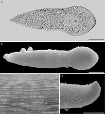 Image result for Lankesteria