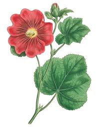 Image result for Alcea rosea