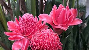 Kecombrang, bisa disebut juga dengan nama kantan atau honje, merupakan salah satu jenis tumbuhan rempah dan banyak dimanfaatkan sebagai bahan campuran atau bumbu penyedap pada masakan indonesia. Tak Hanya Cantik Bunga Kecombrang Juga Punya Manfaat Untuk Kesehatan