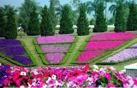 Pin Di Flowers