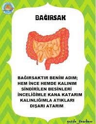 Sinif Panosu Icin Sinif 6 Sinif Fen Egitim Faaliyetleri