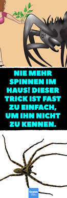 tschuss spinne minze hilft naturlich auch gegen flohe spinne flohe tricks