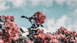 Download Wallpaper 1920x1080 Flowers Bloom Bush Sky Full Hd Hdtv Fhd 1080p Hd Backgro Cute Desktop Wallpaper Aesthetic Desktop Wallpaper Laptop Wallpaper