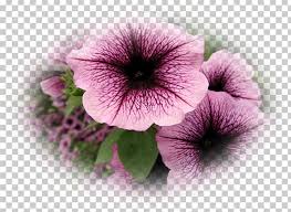 Shock wave produces a mounded, spreading plant that is similar in shape and just as easy to manage as easy wave. Petunia Annual Plant Seed Shock Wave Violet Png Clipart Annual Plant Flower Herbaceous Plant Lilac Magenta