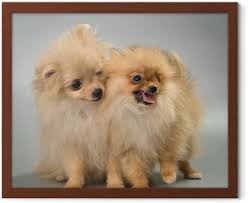 Studyoda Bir Pomeranian Spitz Kopek Cins Iki Yavru Poster Pixers Haydi Dunyanizi Degistirelim