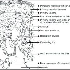 Cross section of a long bone. Schematic Representation Of A Transverse Section Of A Long Bone Download Scientific Diagram
