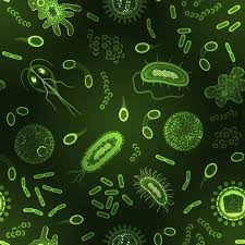 Image result for Bacteria