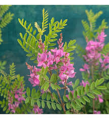 Image result for Hionanthera