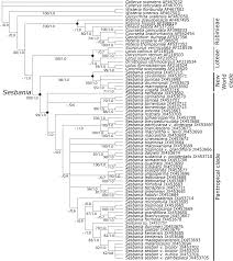 Image result for Sesbania keniensis