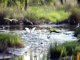 These stays are highly rated for location, cleanliness, and more. Artists And Conservancy The 10 Habitats Of St Vincent Island Fl Outdoorpainter