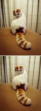 Cute Cats Kissing Cute Cats Anime Cute Animals Funny Animals Funny Animal Pictures