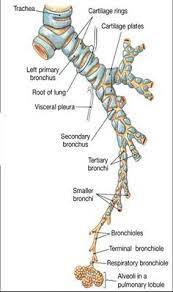 Associate Degree Nursing Physiology Review Respiratory System Anatomy Anatomy And Physiology Medical Anatomy