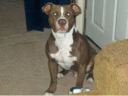 Merle pitbull terrier, stafford pitbull terrier, rezor edge pitbull terrier, gotti pitbull. American Pit Bull Terrier Puppies For Sale