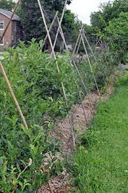 Do this when the fruit is ready to ripen, and it deters the raccoons on their quest to get to your fruit trees. Protecting Berries From Birds Blueberries Raspberries Strawberries Gardener S Supply