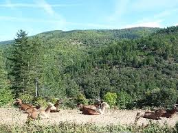 Good rates and no reservation costs. The Cevennes National Park
