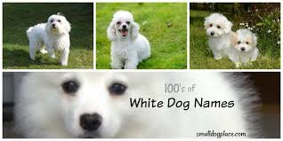 Best White Dog Names For Your New White Puppy Explore our list of the top 100 dog names. white dog names for your new white puppy