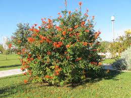 Dr q's rose & flower food. Cape Honeysuckle Tecomaria Capensis Hedge In Full Sun Water Once Or Twice Monthly Amicideifunghiedellanatura Honeysuckle Plant Sun Plants Children S Garden