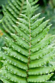 Image result for Blechnum tabulare