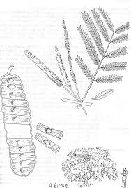 Image result for Entada abyssinica