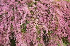 Image result for Congea