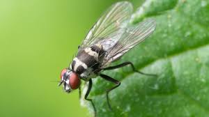 Schwarze Fliegen Im Garten Und Haus Gartenrevue De