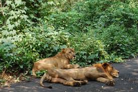 Sanjay Gandhi National Park | Flickr