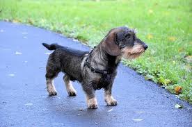 We did not find results for: Different Types Of Dachshunds We Love All Of Them