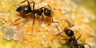 Generally, ants preserved in the laboratories live longer than those in the wild. How Long Ants Live And Other Stange Facts About Ants