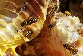 Add some small amount of soap into the water. Why Yellow Jackets Are Especially Mean In The Fall The Washington Post