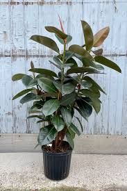 Image result for Ficus bubu