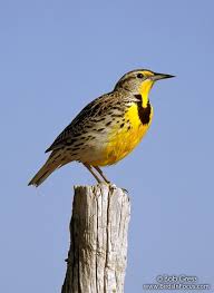 Western Meadowlark | GPNC