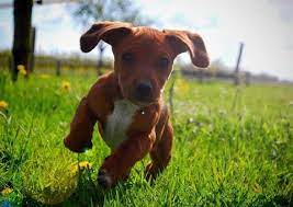 Editors Selections Backiee Free Ultra Hd Wallpaper Platform Super Cute Dogs Cute Animals Cute Dog Wallpaper