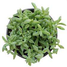 Image result for Senecio subsessilis