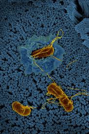 Food is the source for most of these illnesses. Clues To Infection Rml S Salmonella Study Could Lead To Beneficial Treatments Local News Ravallirepublic Com