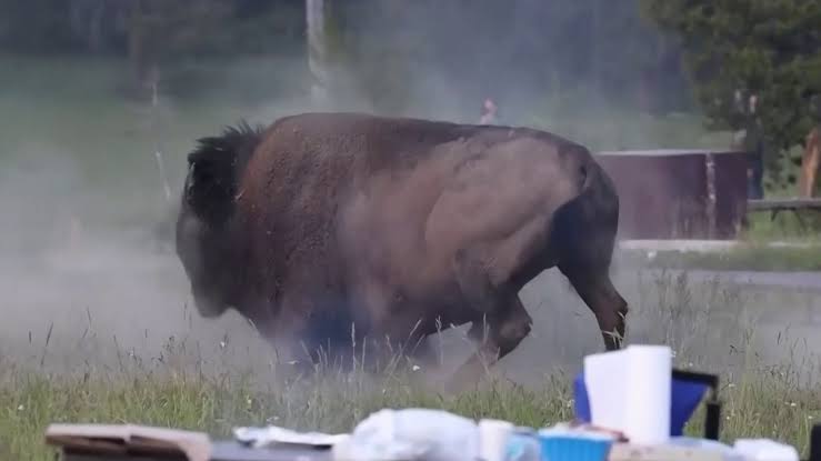 En video: bisonte lanza por los aires a un turista en el parque nacional  Yellowstone