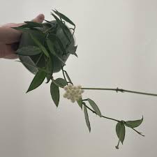 Image result for Selago lacunosa