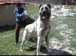 Dunyaca Meshur Olan Cografi Kulturel Tarihi Bolgelerimiz Gida Urunlerimiz Sanat Eserlerimiz Oldugu Gibi Tum Dunyanin Tanidigi Ul Kangal Kopegi Hayvan Aslan