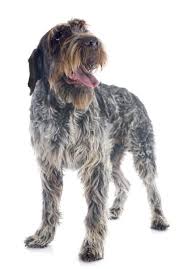 In contrast, buying wirehaired pointing griffons from breeders can be prohibitively expensive. Wirehaired Pointing Griffons For Sale Buy A Puppy Online Today Vip Puppies