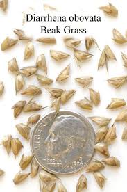 Image result for Dalbergia obovata